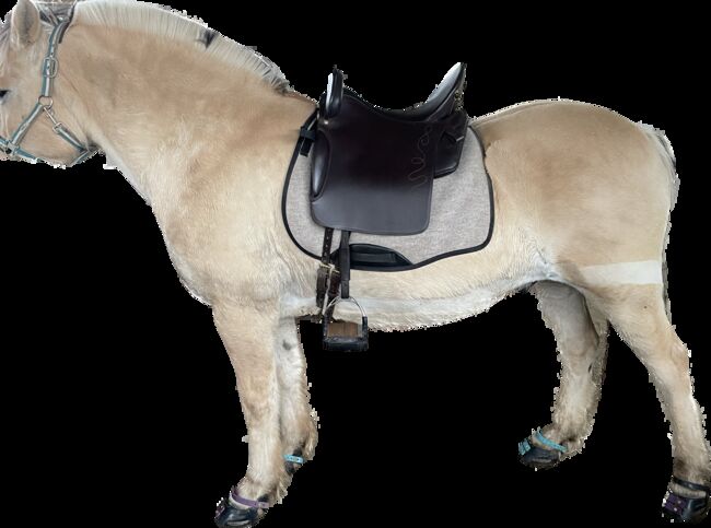 Ibero Classic Plus produziert by Sommer 18“ Barock/Freizeitsattel, Ibero  Classic Plus, Claudia Schenk , Baroque Saddle, Hasselroth 