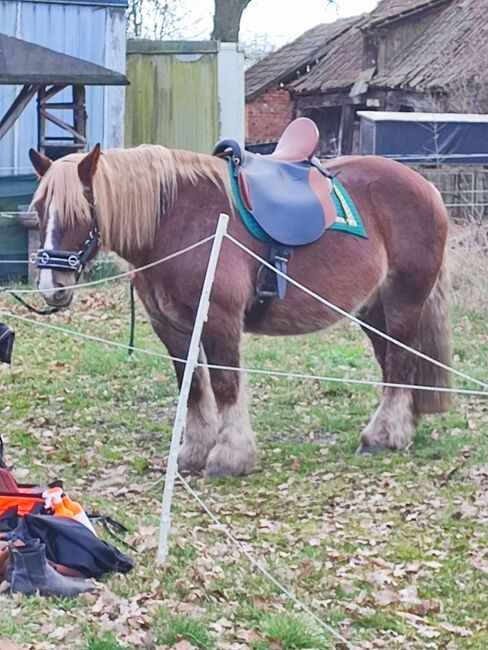 Ibero Sattel, Ibero  Vaquero Breitschaft , Gabi Thomsen , All Purpose Saddle, Lüchow, Image 9