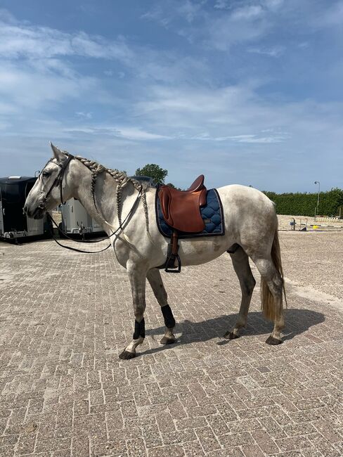 Iberosattel Amazona Dressage Comfort 3000 - Premium Line, Iberosattel Amazona Dressage Comfort 3000, Louise, Barocksattel, schijf