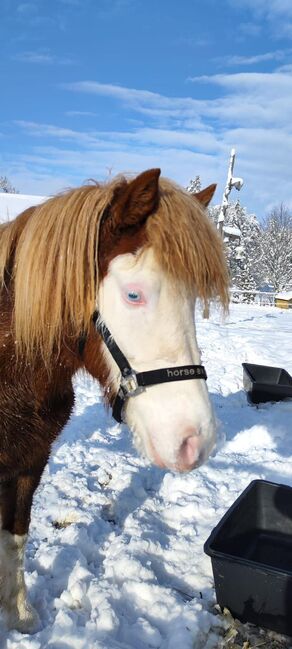 Isländer Islandpferd Stute Helmschecke, Bidner Lisa, Horses For Sale, Cadolzburg , Image 3