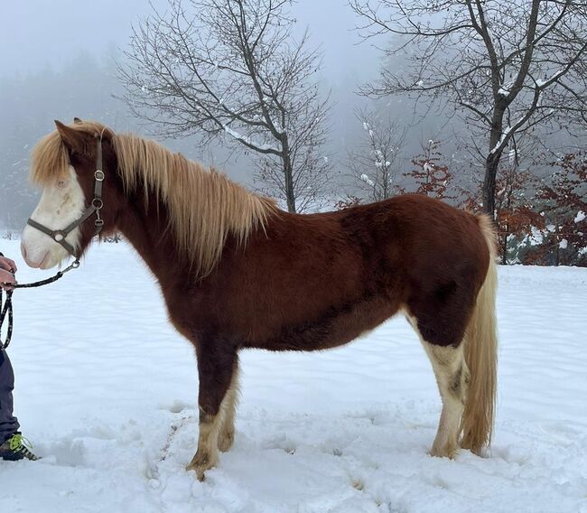 Isländer Islandpferd Stute Helmschecke, Bidner Lisa, Horses For Sale, Cadolzburg , Image 4