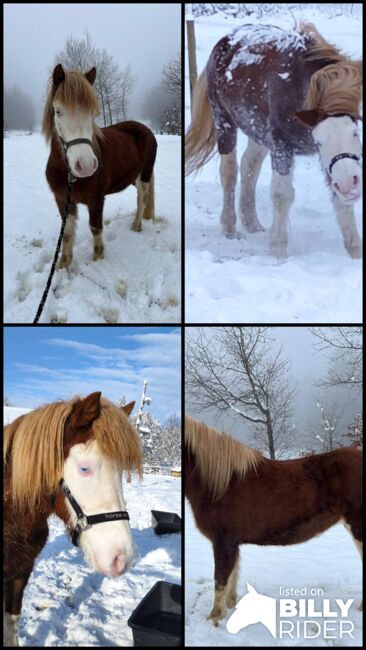 Isländer Islandpferd Stute Helmschecke, Bidner Lisa, Horses For Sale, Cadolzburg , Image 5