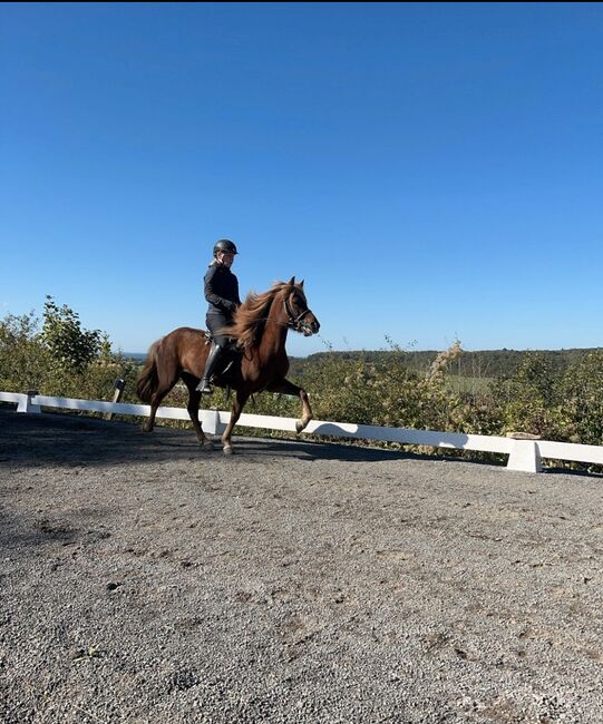 Isländer, Islandpferd, Stute mit gesamten Zubehör, Daria Reichert, Horses For Sale, Beckingen, Image 2