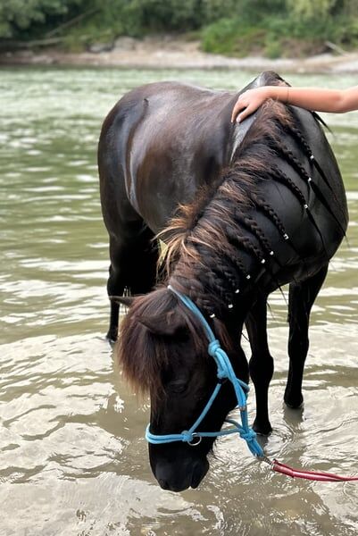 Isländer „Leiknir“ sucht seinen Herzensmenschen!, Melanie Eugster, Horses For Sale, Bischofszell, Image 3