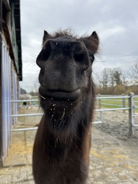 Isländer „Leiknir“ sucht seinen Herzensmenschen!, Melanie Eugster, Horses For Sale, Bischofszell, Image 5