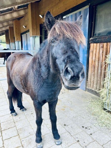 Isländer „Leiknir“ sucht seinen Herzensmenschen!, Melanie Eugster, Horses For Sale, Bischofszell, Image 6