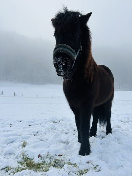 Isländer „Leiknir“ sucht seinen Herzensmenschen!, Melanie Eugster, Horses For Sale, Bischofszell, Image 7