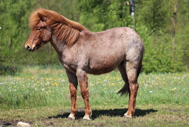 Isländer mit Farbwechlerjacke sucht Familie fürs Leben, Pferdevermittlung Leus (Pferdevermittlung Leus ), Horses For Sale, Soltau, Image 3