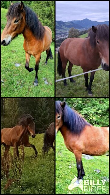 Isländer Wallach 5 Gänge, Stella, Horses For Sale, Kitzbühel , Image 7