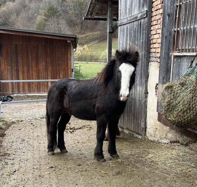 Islandwallach, Isländer 8 Jahre, Eveline , Horses For Sale, Kleinzell, Image 3