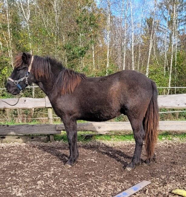 Isländer Wallach Farbwechsler, Martina , Horses For Sale, Franzenheim, Image 6