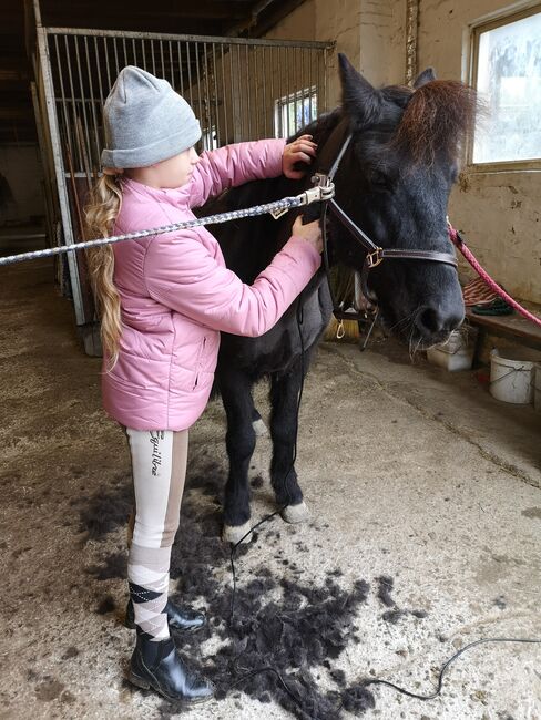 Isländer Wallach Notfall, Mia, Horses For Sale, Wien, Image 4