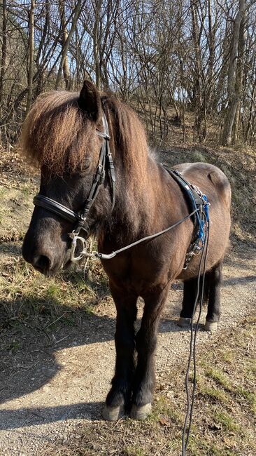 Isländer Wallach Notfall, Mia, Horses For Sale, Wien, Image 6