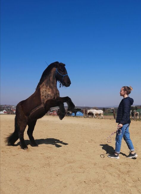 Isländer Wallach Notfall, Mia, Horses For Sale, Wien, Image 10