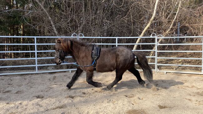 Isländer Wallach Notfall, Mia, Horses For Sale, Wien, Image 13