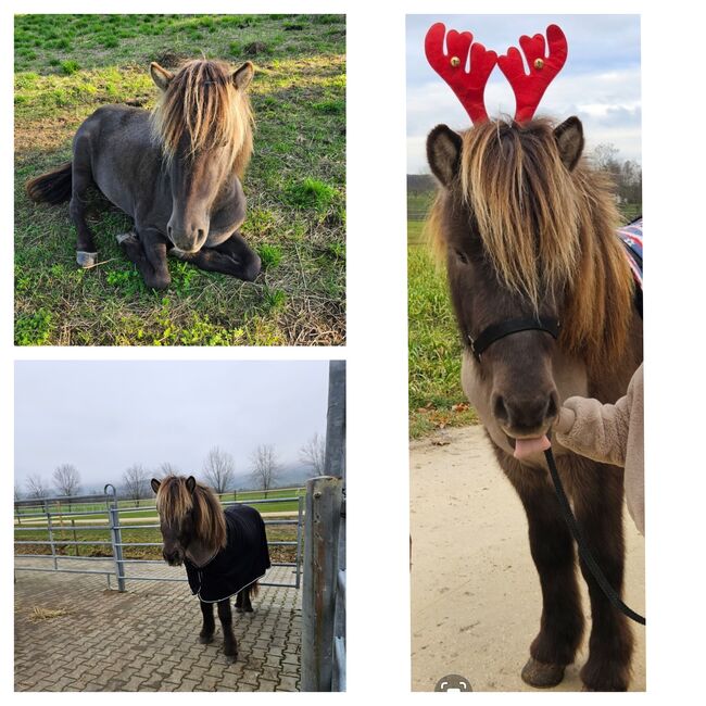Isländerwallach (Isländer/Islandpferd) sucht seinen Herzensmensch, Julia, Horses For Sale, Göppingen