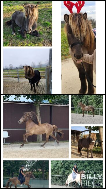 Isländerwallach (Isländer/Islandpferd) sucht seinen Herzensmensch, Julia, Horses For Sale, Göppingen, Image 3