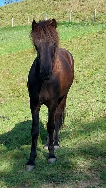 Isländer Wallach, SG, Horses For Sale, Irdning
