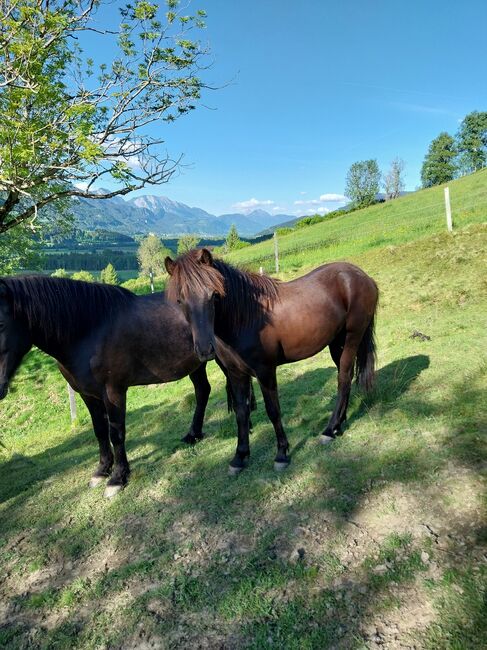 Isländer Wallach, SG, Horses For Sale, Irdning, Image 2