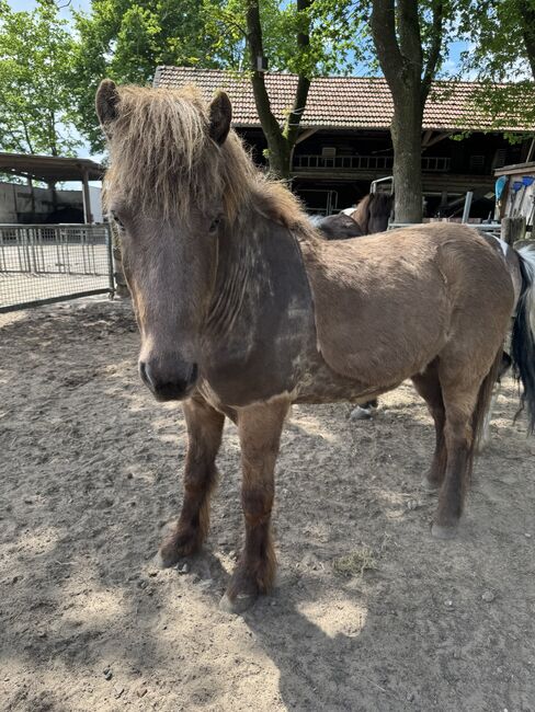 Isländer Wallach, Tina, Horses For Sale, Südlohn, Image 2