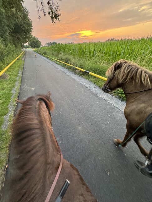 Isländer Wallach, Tina, Horses For Sale, Südlohn, Image 2