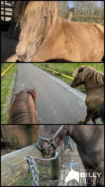 Isländer Wallach, Tina, Horses For Sale, Südlohn, Image 4