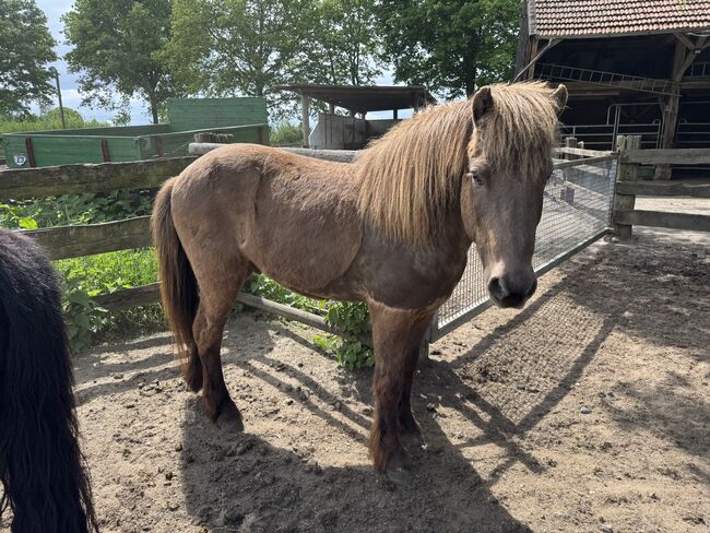 Isländer Wallach, Tina, Horses For Sale, Südlohn, Image 5