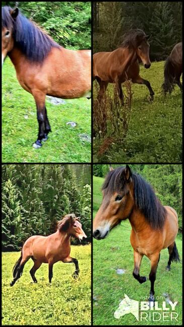 Islandpferd 5 Gänge, Stella, Horses For Sale, Kitzbühel , Image 5