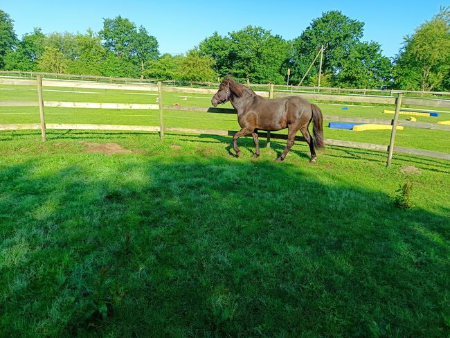 Isländer, Islandpferd Wallach 140Stkm, Sandfuchs, Horses For Sale, Hörup, Image 4