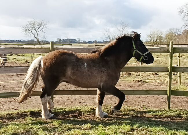 Islandpferd, Isländer Wallach 5J, Sandfuchs, Horses For Sale, Hörup, Image 7