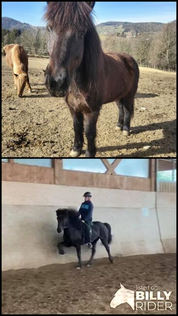 Islandpferd, Kerstin , Horses For Sale, Semriach, Image 3