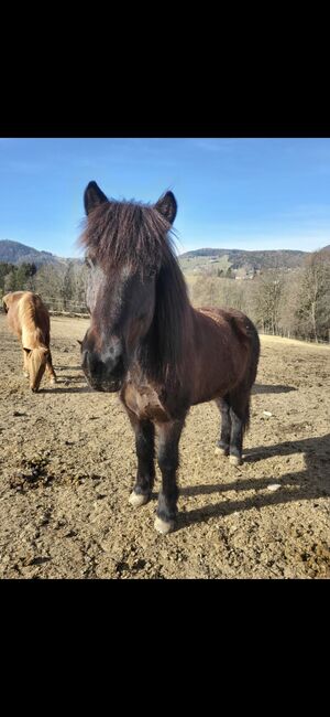 Islandpferd, Kerstin , Horses For Sale, Semriach