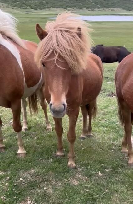 Islandpferd Isländer, Freguja , Horses For Sale, Aachen, Image 15