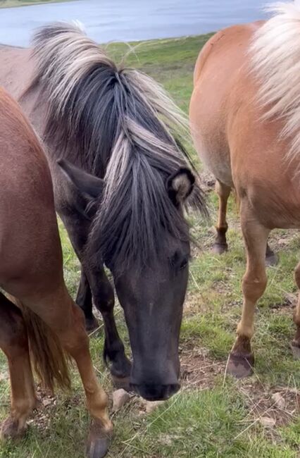 Islandpferd Isländer, Freguja , Horses For Sale, Aachen, Image 8