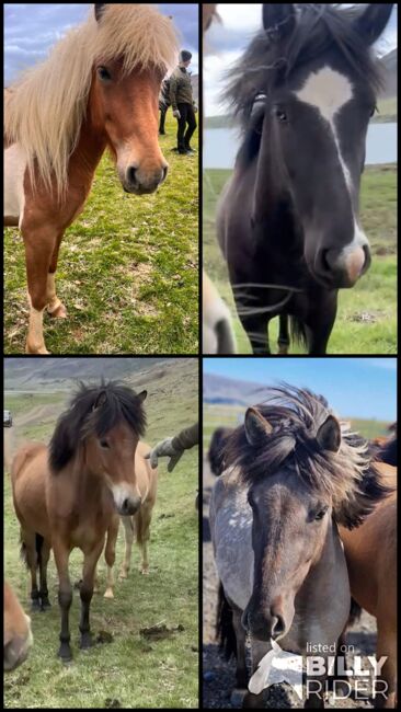 Islandpferd Isländer, Freguja , Horses For Sale, Aachen, Image 20