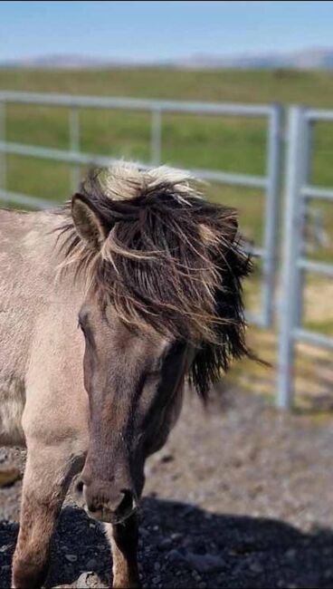 Islandpferd Isländer, Freguja , Horses For Sale, Aachen, Image 3