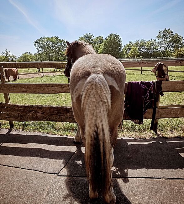 Isländer, Islandpferd, Sandfuchs, Horses For Sale, Hörup, Image 3