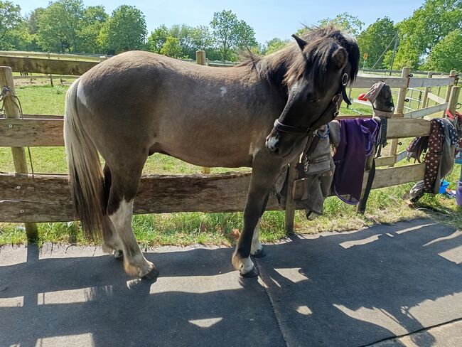 Isländer, Islandpferd, Sandfuchs, Horses For Sale, Hörup, Image 4