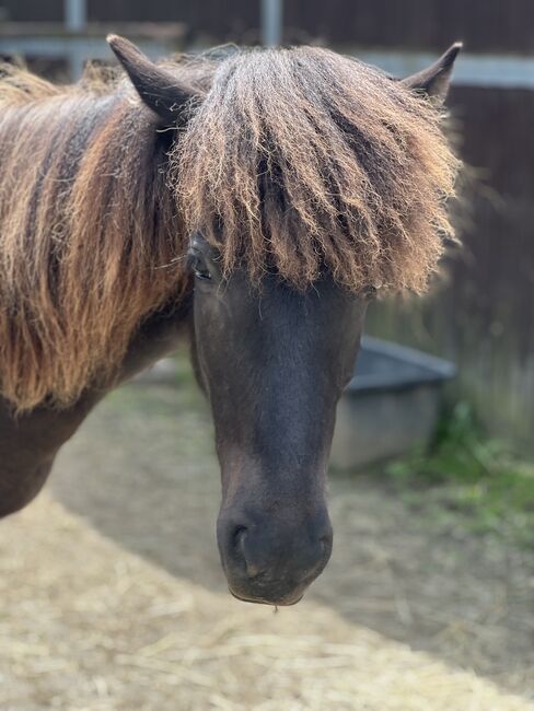 Islandpferd Isländer, Jasmin , Horses For Sale, Hückeswagen , Image 5