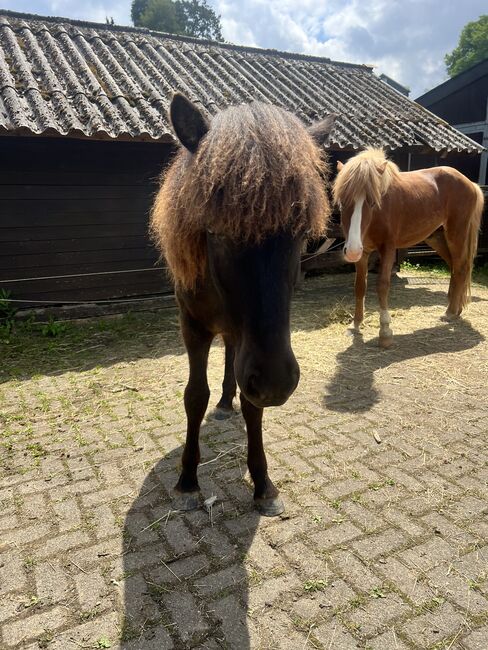 Islandpferd Isländer, Jasmin , Horses For Sale, Hückeswagen , Image 2