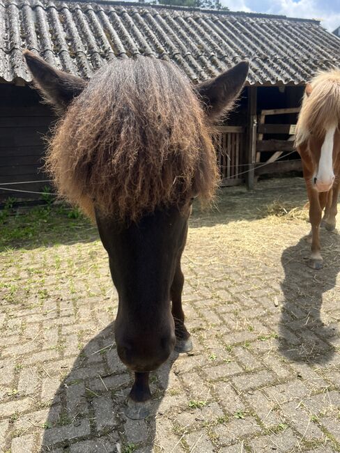 Islandpferd Isländer, Jasmin , Horses For Sale, Hückeswagen 