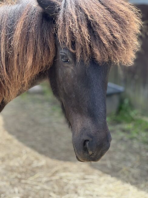 Islandpferd Isländer, Jasmin , Horses For Sale, Hückeswagen , Image 4