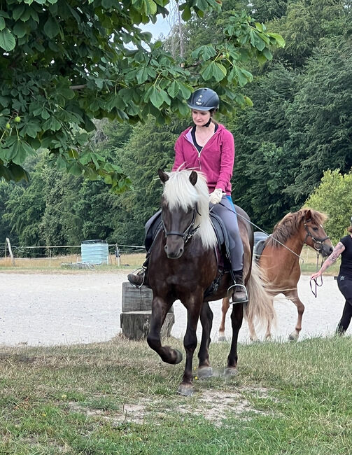 Island Pferd, Gabi. , Horses For Sale, Nidda, Image 6