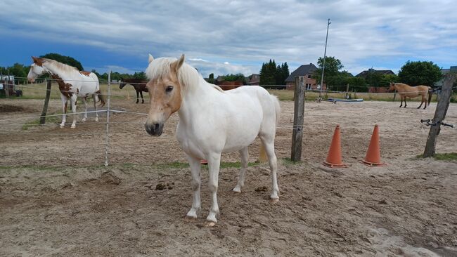 Islandpferd, Elke Schuhmann , Horses For Sale, Winsen Luhe, Image 2