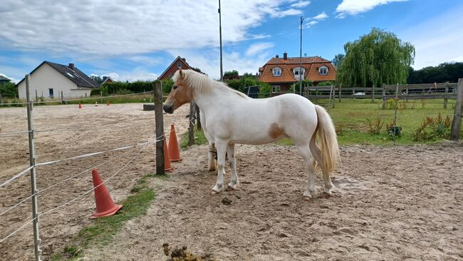 Islandpferd, Elke Schuhmann , Horses For Sale, Winsen Luhe