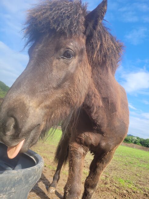 Islandpferd, Jessica, Horses For Sale, Welsdorf