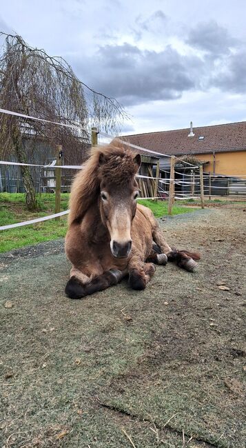 Islandpferd, Islandstute, Birgit, Horses For Sale, Reinsfeld , Image 8