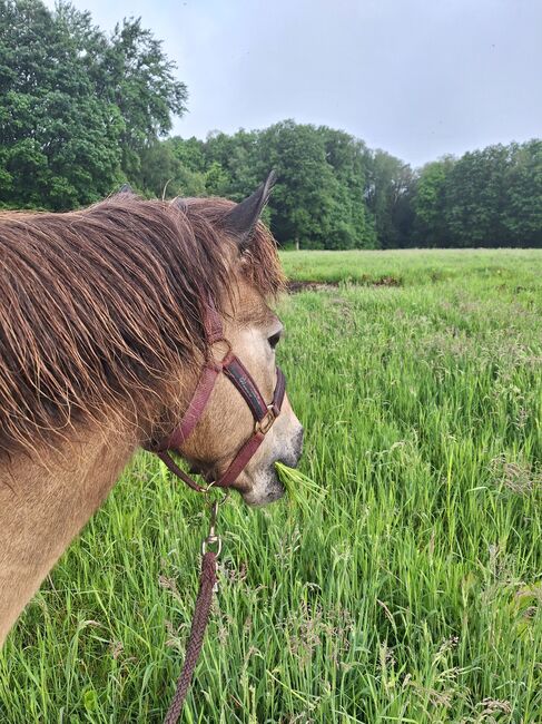 Islandpferd, Islandstute, Birgit, Horses For Sale, Reinsfeld , Image 3