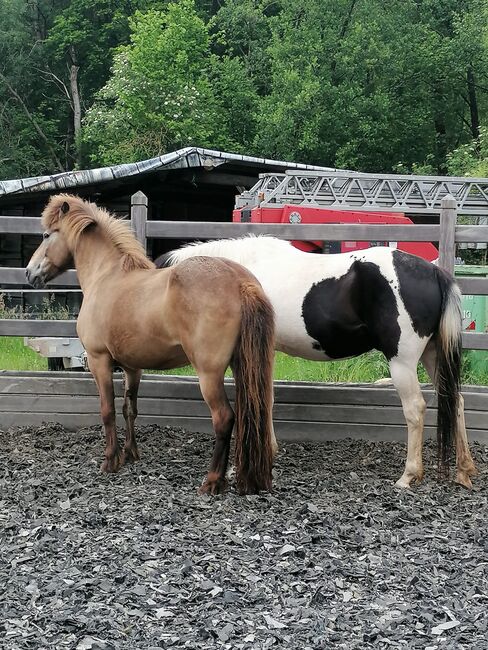 Islandpferd, Islandstute, Birgit, Horses For Sale, Reinsfeld , Image 5