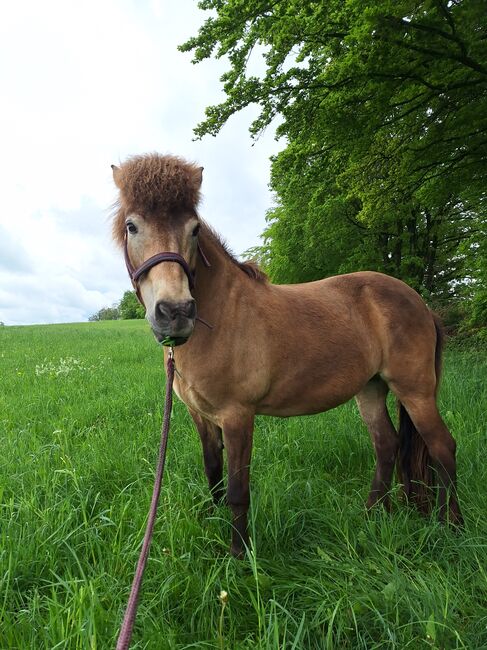 Islandpferd, Islandstute, Birgit, Horses For Sale, Reinsfeld , Image 6